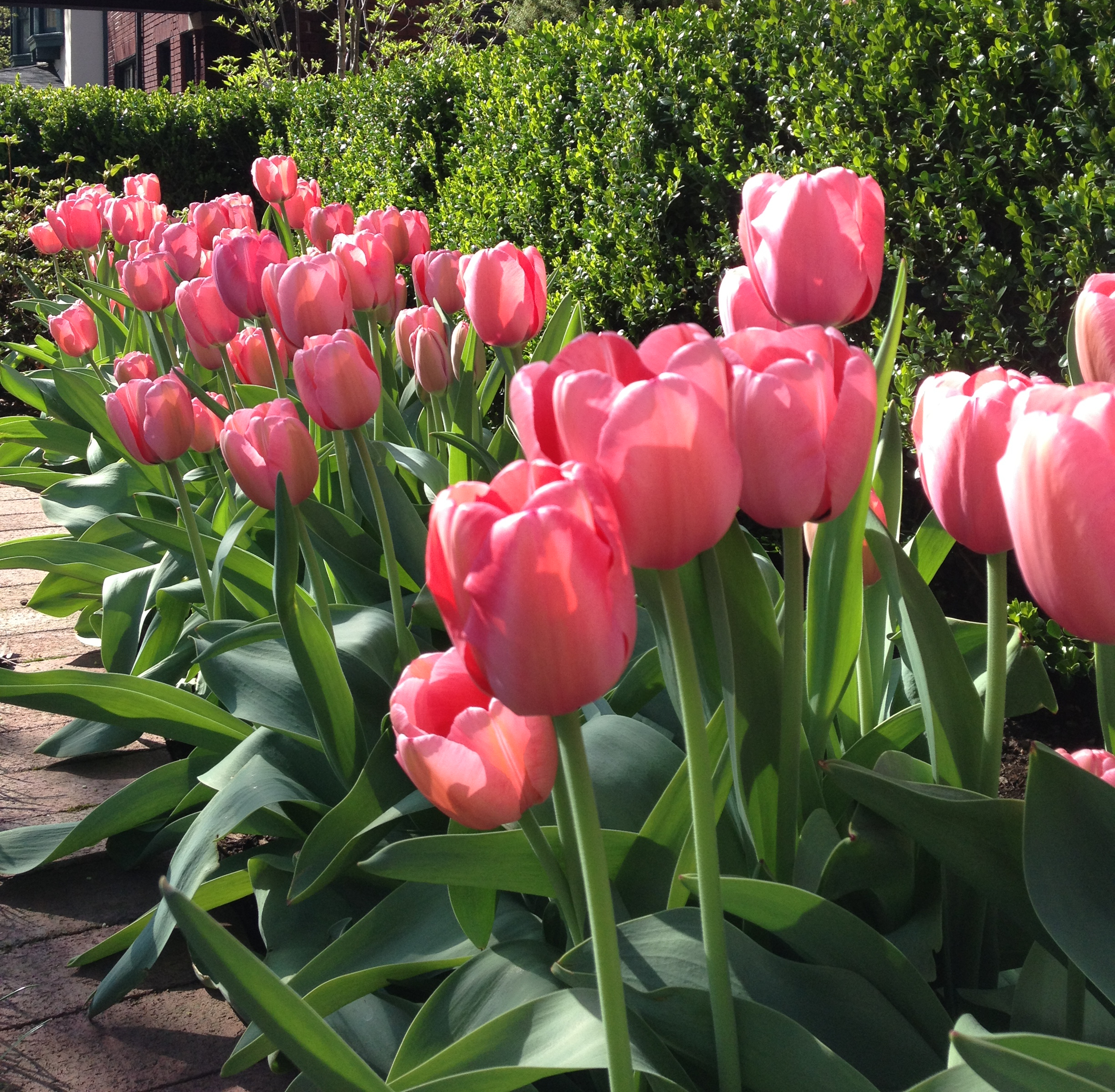 Best Pink Tulips