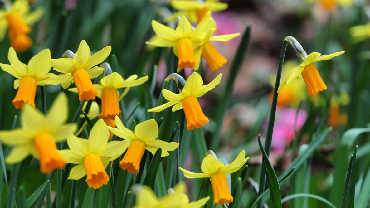 daffodils jetfire shutterstock 1933345733